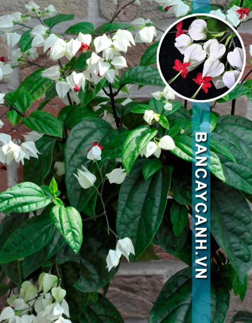 CÂY NGỌC NỮ - CLERODENDRON THOMSONAE BALF